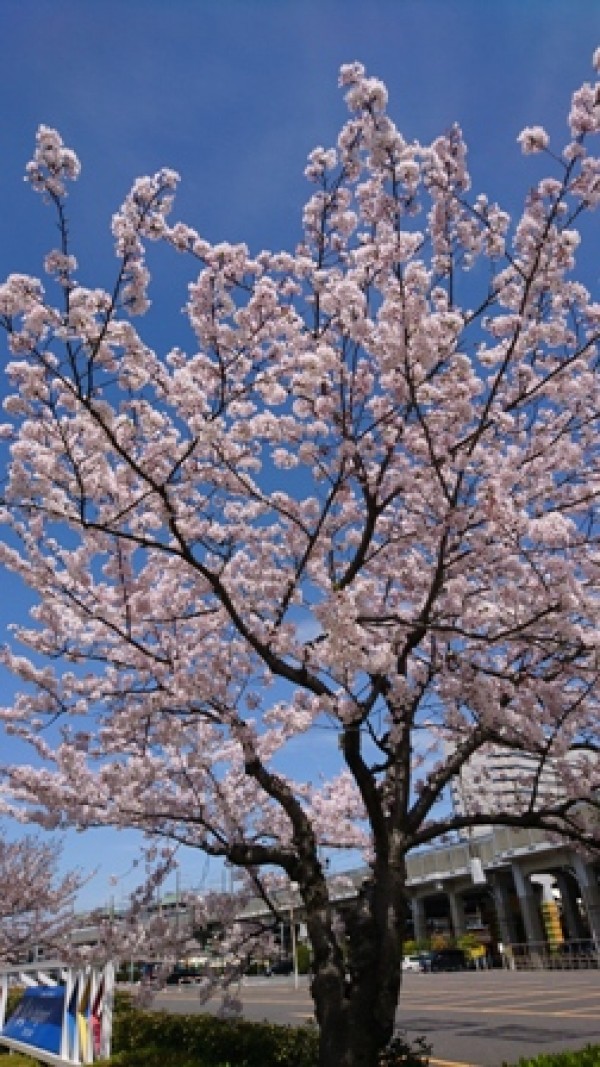 今日の桜サムネイル